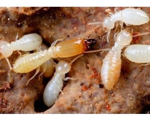 1644310596582037638.jpg 5.jpg